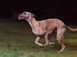 Wippet at full speed