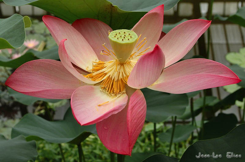 red waterflower