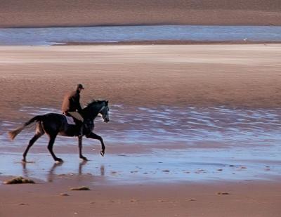 Horse on the beach (2)