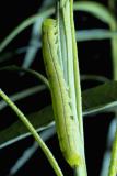 Herald Larva Feeding on Salix