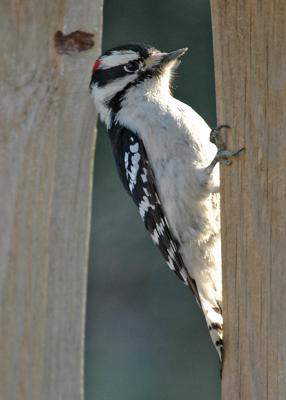 woodpecker6.jpg