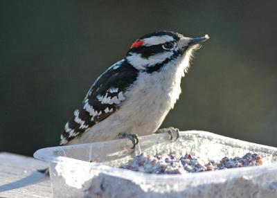 woodpecker8.jpg