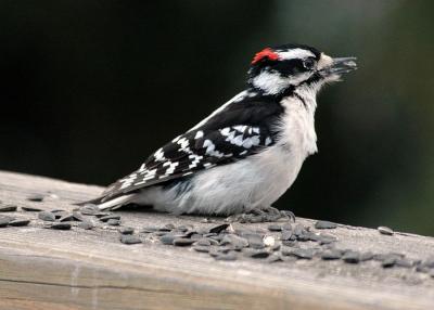 woodpecker2.jpg