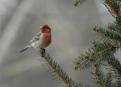 House Finch on Pine Tree