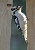 woodpecker6.jpg