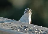 woodpecker7.jpg