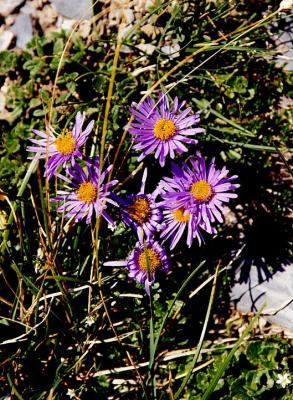  Asters