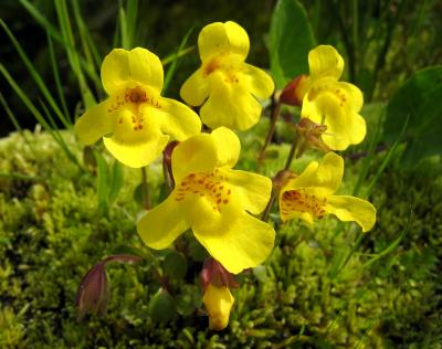 Yellow Monkey Flower