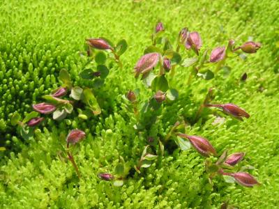 Buds on Moss