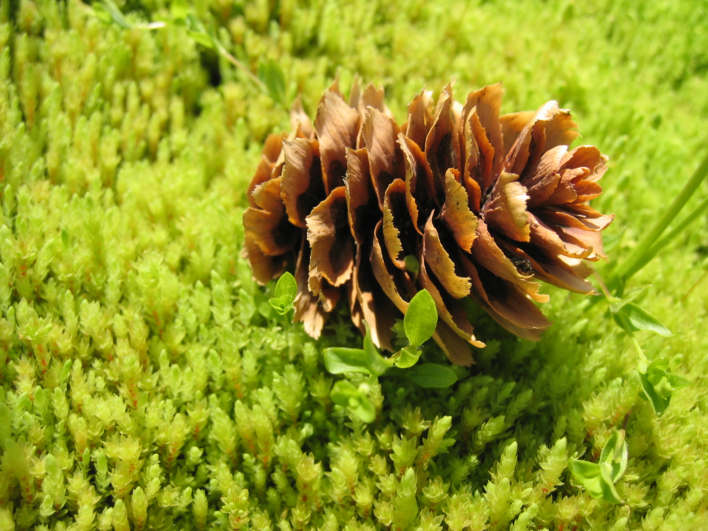 Mini Cone on Moss