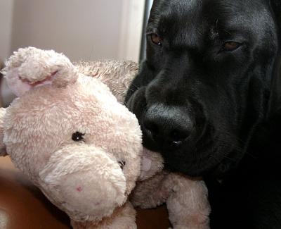 Java and Pig on Feb 3 2005.jpg