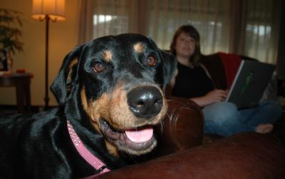 happy dog