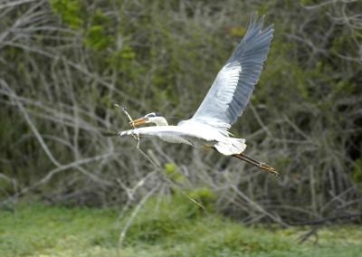 Great Blue W Stick DSC0757 57.jpg