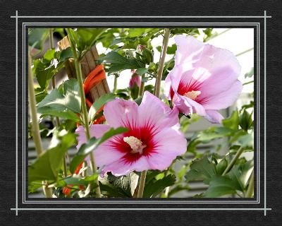 althea 2653.JPG