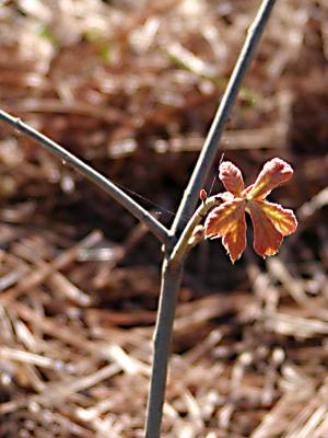 new oak tree leaves.JPG