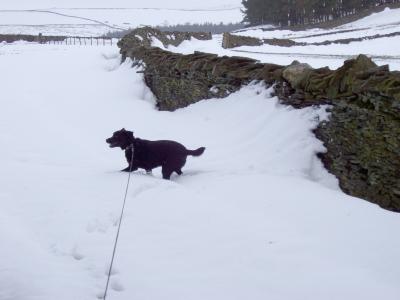 Holly snowdrift.