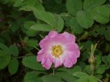 Dog Rose