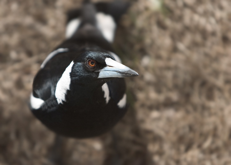 Magpie