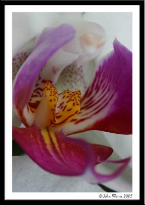 Orchid Phalaenopsis 4