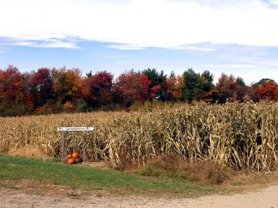 Corn maze
