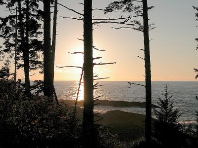 Silhouetted trees