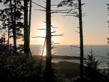 Silhouetted trees