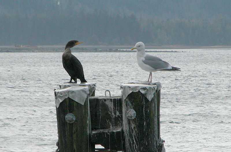 Gull and cormorant