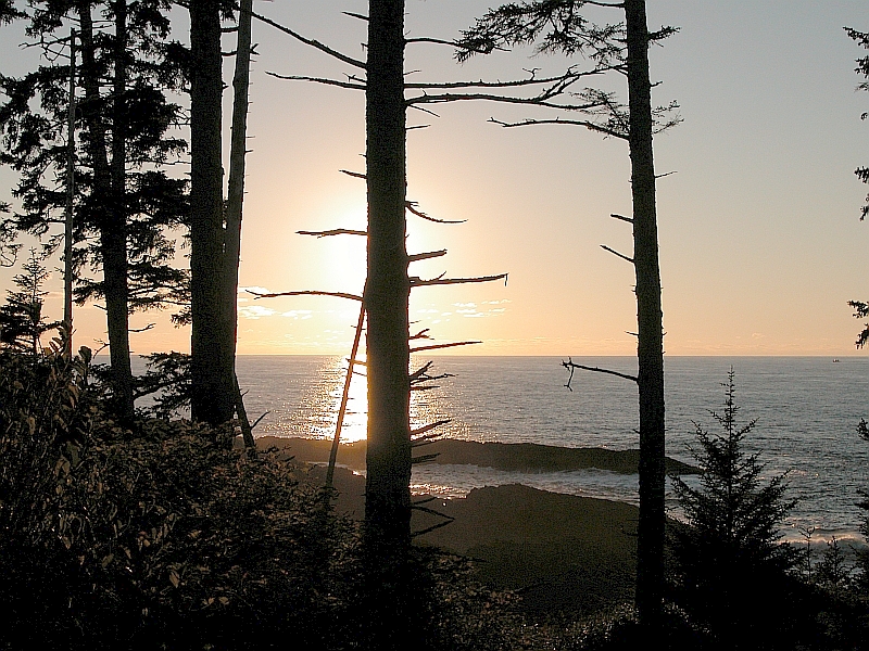 Silhouetted trees