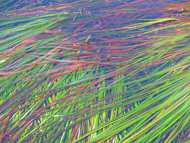 Eel grass