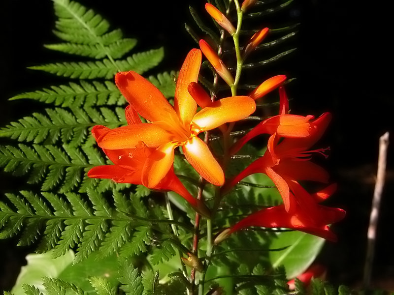 Orange flowers with ferns