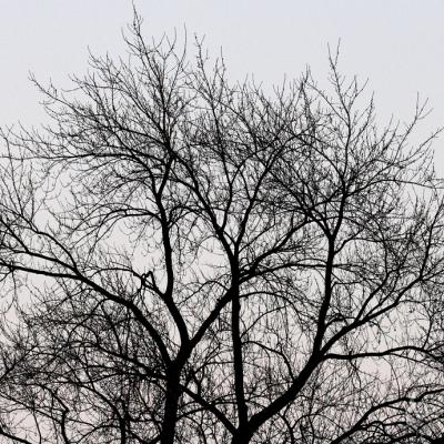 u40/joony/medium/39367759.trees.jpg