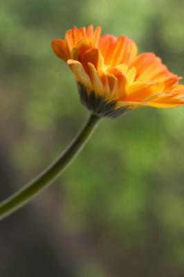 August 14 - single stem