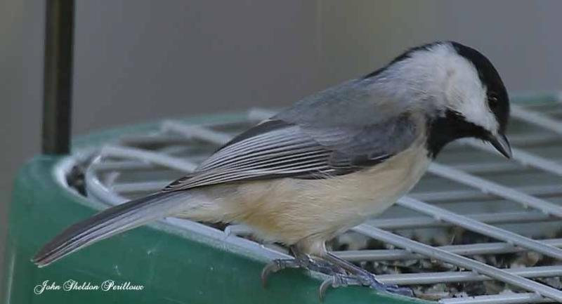 Carolina Chickadee <I>(Poecile carolinensis)</I>