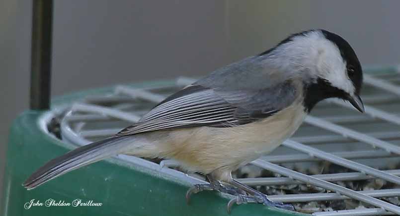 Carolina Chickadee <I>(Poecile carolinensis)</I>