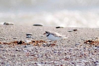 Piping Plover, alternate