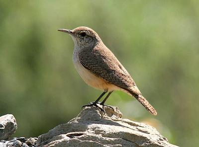 Rock Wren