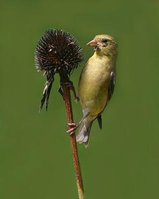 Gold Finch (female)