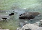 Manatees Mating at Ponce Inlet, Florida