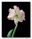 Amaryllis