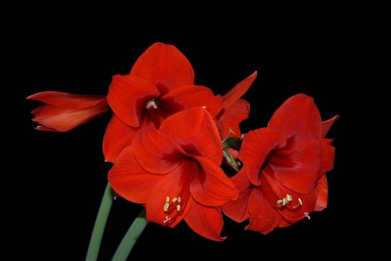 Amaryllis
