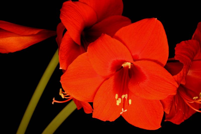Red Amaryllis