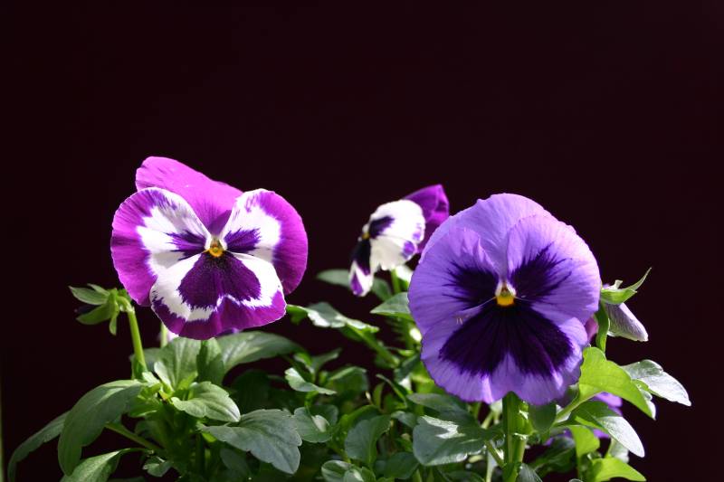 Shades of Purple
