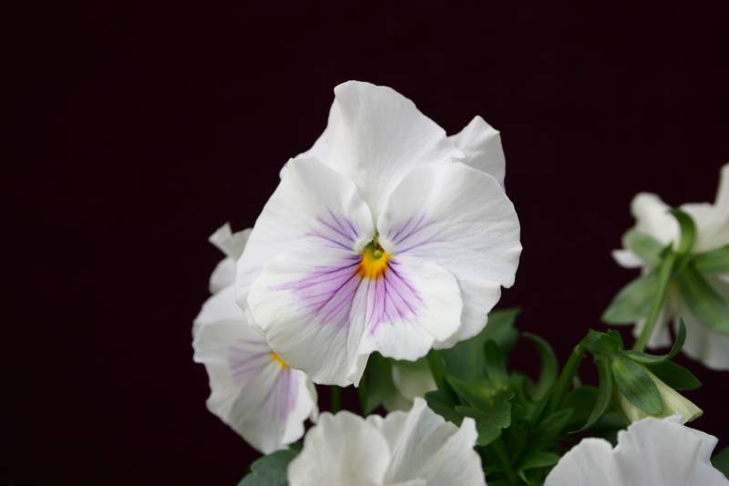 Delicate