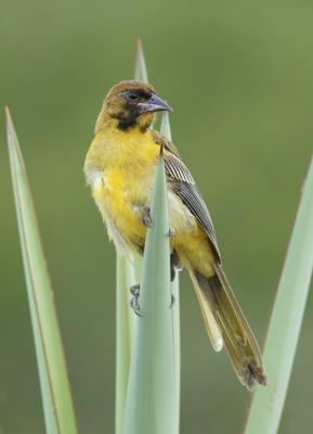 Oriole