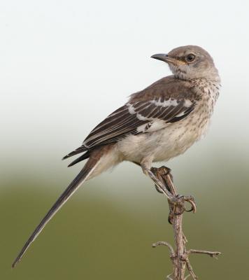 Inmature-Mockingbird