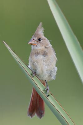Baby-Red Bird