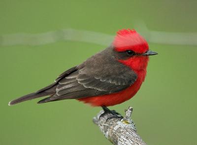 Vermilion Flycatcher