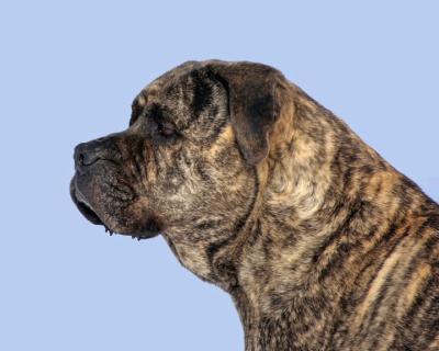 Brutus