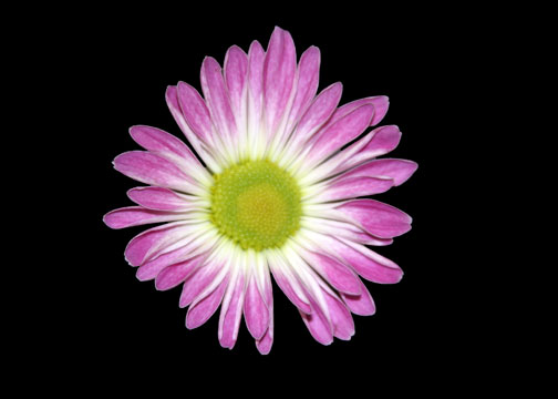 Daisy