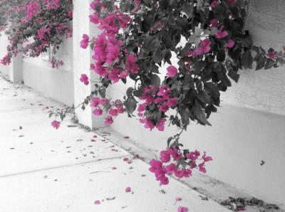 Bougainvillea - Color Edited